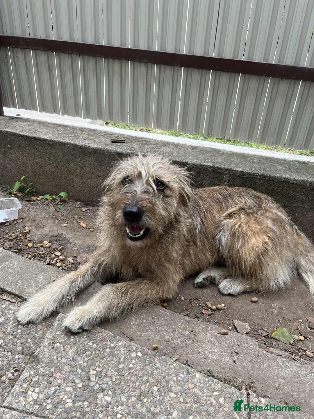 Mixed Breed dogs for adoption: LOLA - a superb girl, for a Loving Home - Image 5