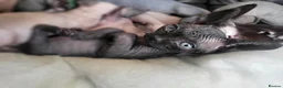 Sphynx cats for sale: Little kittens sphynx  - Advert 3