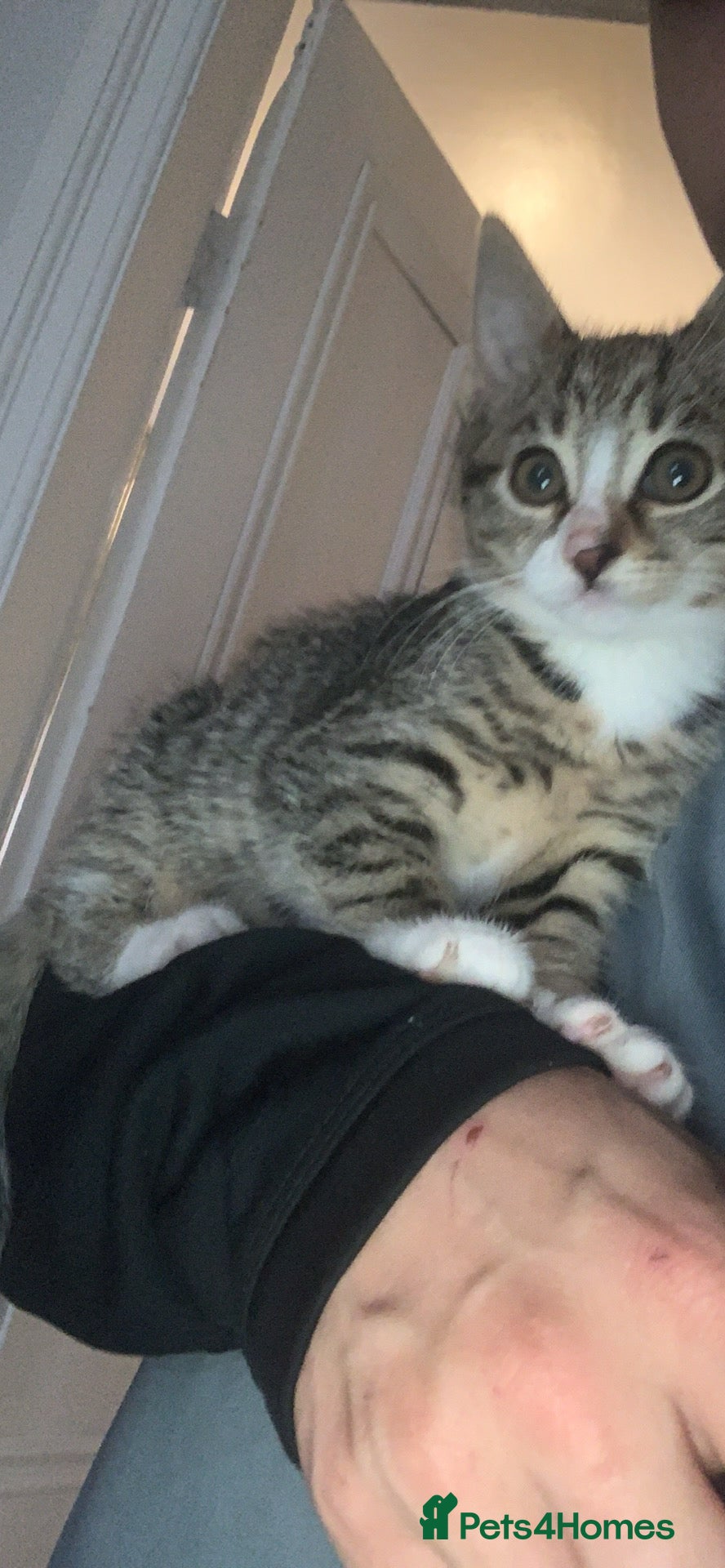 Domestic Shorthair cats domestic shorthair 26week - Advert 17