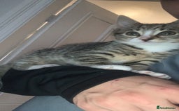 Domestic Shorthair cats for sale: domestic shorthair 26week - Image 1