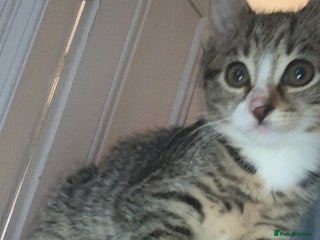 Domestic Shorthair cats - Advert 31