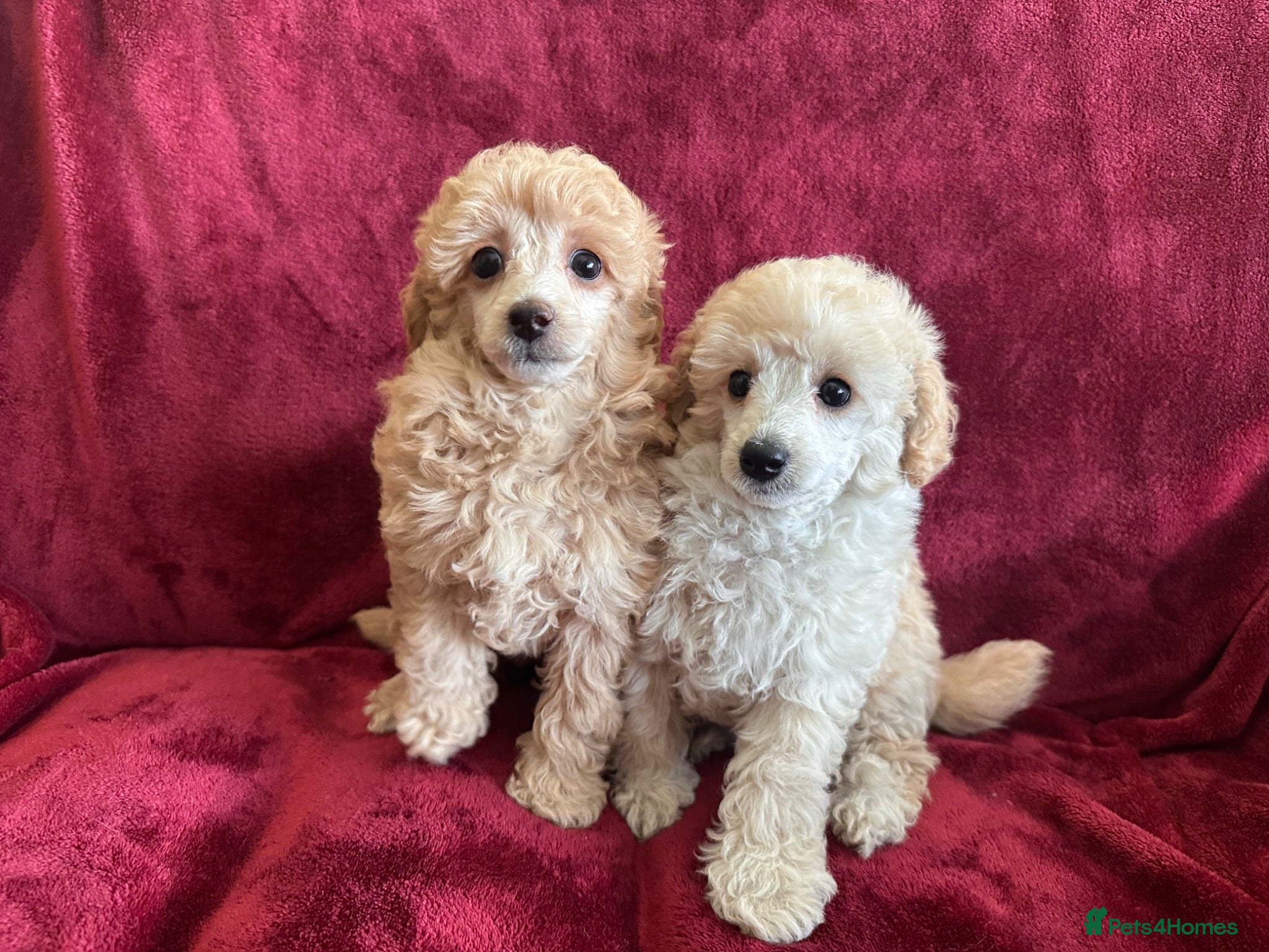 Toy Poodle dogs 🐩 extensively health tested Kc Toy poodle Puppies - Advert 13