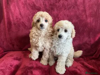 Toy Poodle dogs 🐩 extensively health tested Kc Toy poodle Puppies - Advert 13