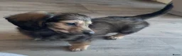Miniature Dachshund dogs for sale: LAST ONE - Long Haired Miniature Creams  - Advert 1