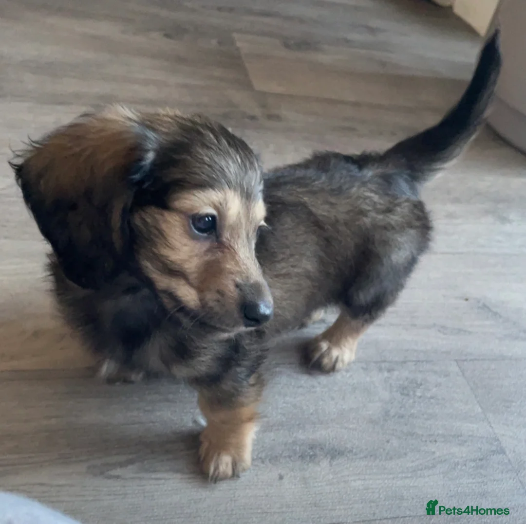 Miniature Dachshund dogs for sale: LAST ONE - Long Haired Miniature Creams  - Advert 1