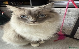 Ragdoll cats for sale: Loving Indoor Cat Duo Seeking Their Forever Home  - Image 6