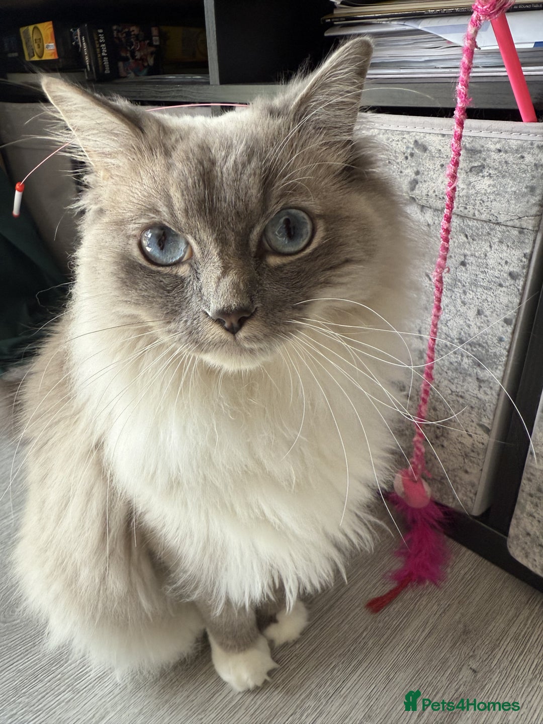Ragdoll cats for sale: Loving Indoor Cat Duo Seeking Their Forever Home  - Image 6