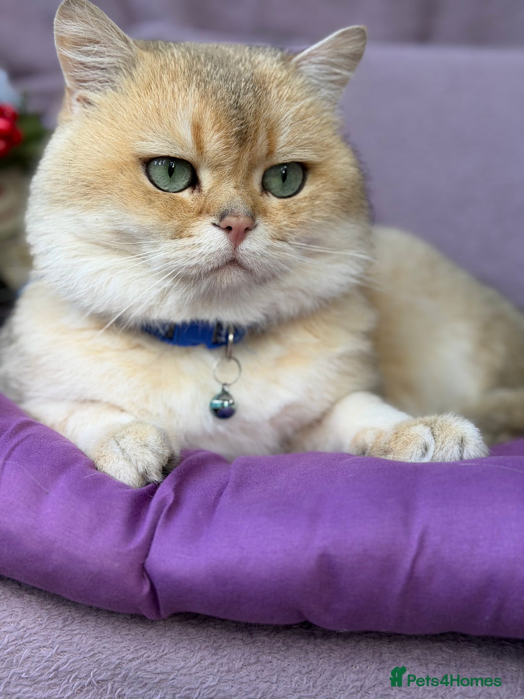 British Shorthair cats for sale: Adorable British shh golden kittens GCCF  - Advert 19