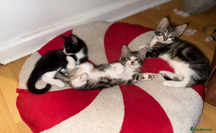 Maine Coon cats - Advert 1