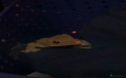 Gecko reptiles for sale: Crested geckos - Advert 13