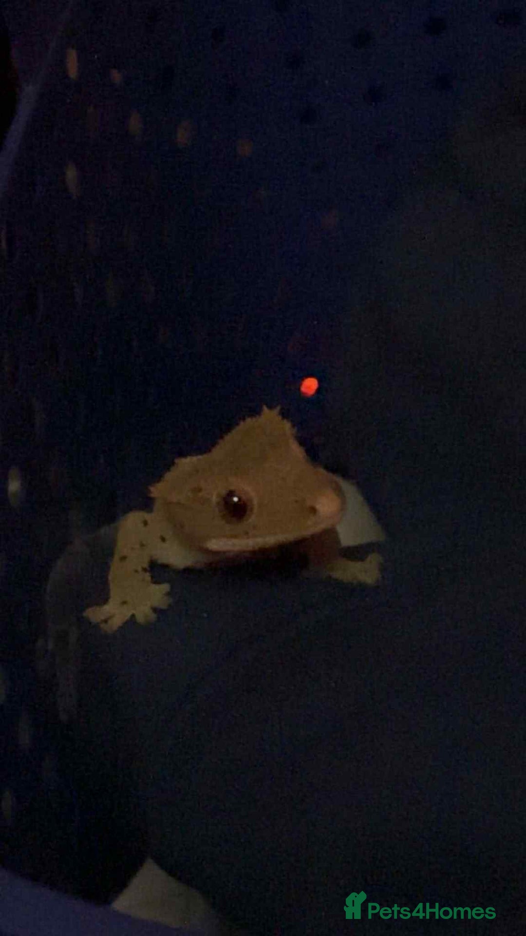 Gecko reptiles for sale: Crested geckos - Advert 13