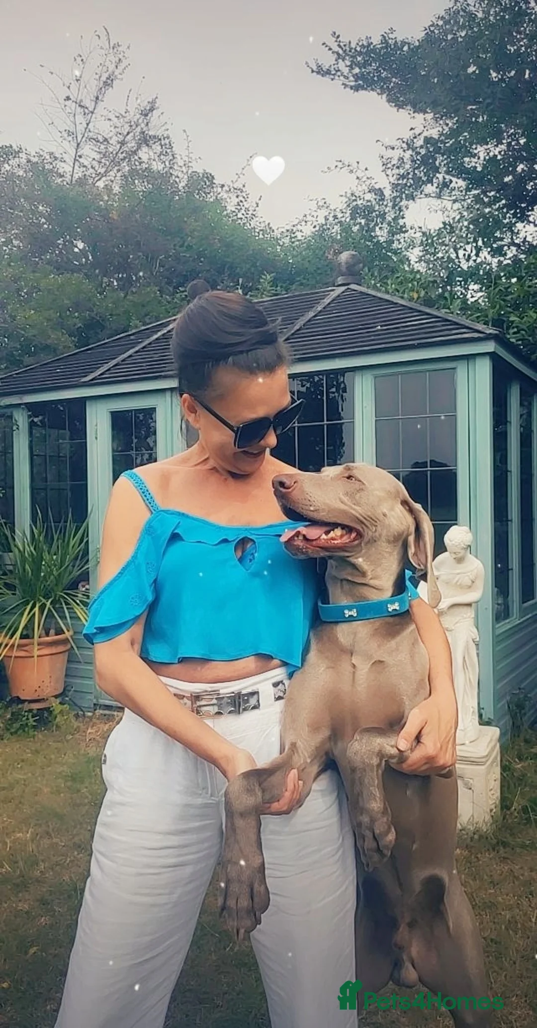 Weimaraner dogs for stud:  KC reg health tested Hipscored stud in Woodbridge - Advert 32