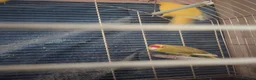 Parrots birds for sale: For sale  in Worksop - Advert 4