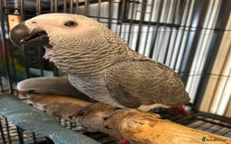 Parrots birds for sale: Hand Reared Baby African Greys  - Image 6