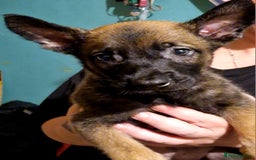 Belgian Shepherd Dog dogs for sale: Belgium Malinois Cross  - Image 13