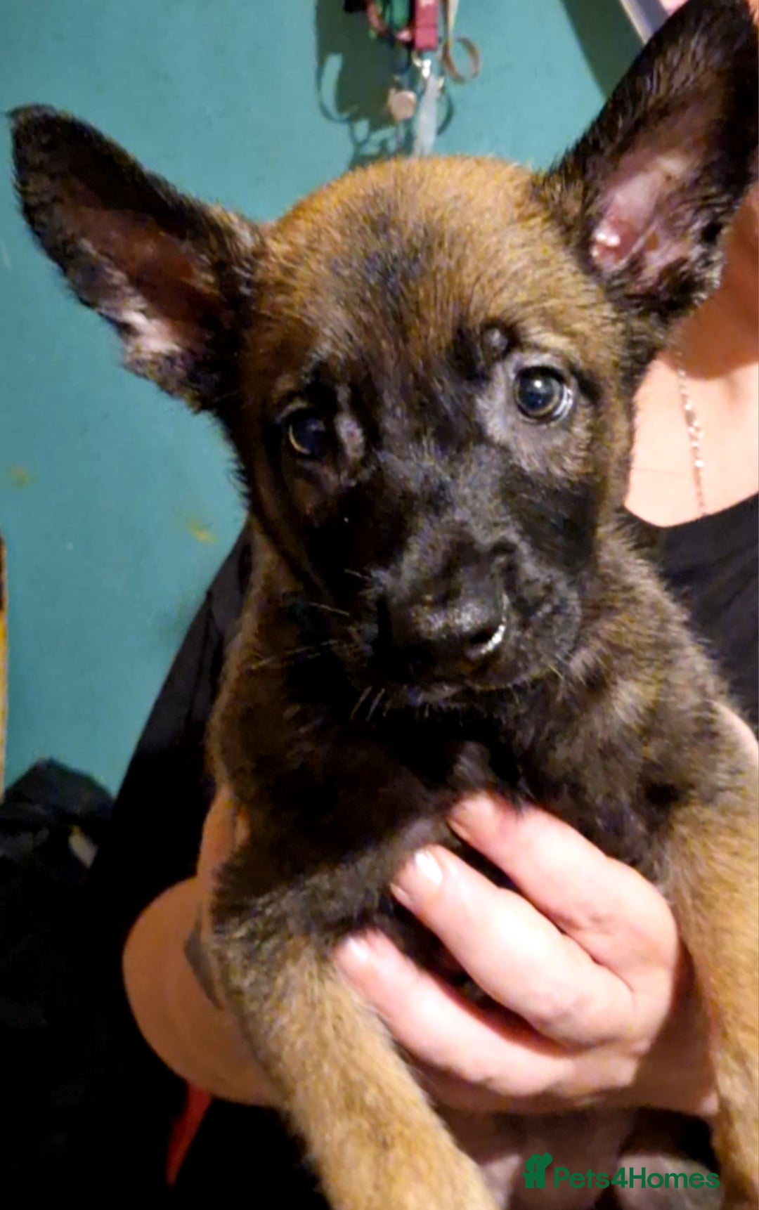Belgian Shepherd Dog dogs for sale: Belgium Malinois Cross  - Image 13