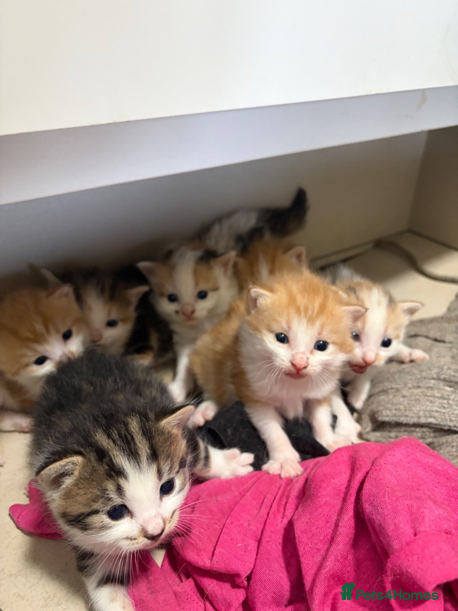 Mixed Breed cats Beautiful kittens - Advert 1
