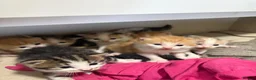 Mixed Breed cats for sale: Beautiful kittens - Advert 1