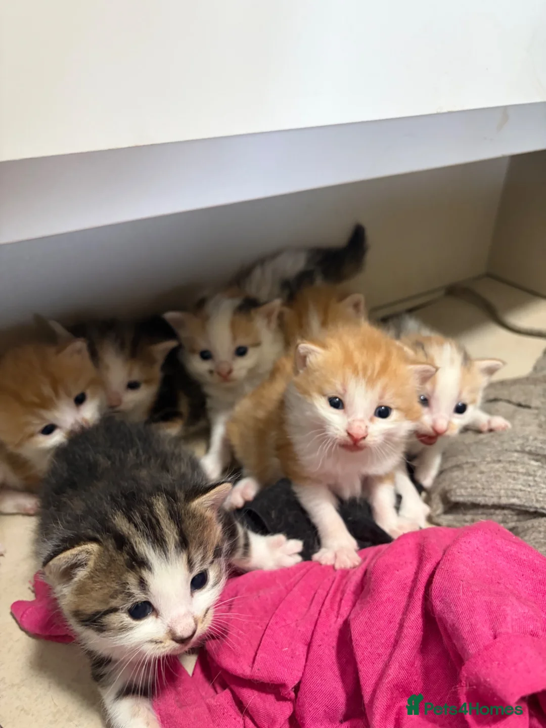 Mixed Breed cats for sale: Beautiful kittens - Advert 1