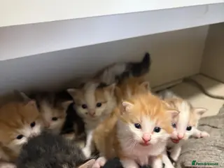 Mixed Breed cats Ready this weekend! - Advert 1