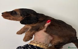 Cockapoo dogs for sale: Gorgeous F1 Cockapoo babies - DNA clear - Image 8
