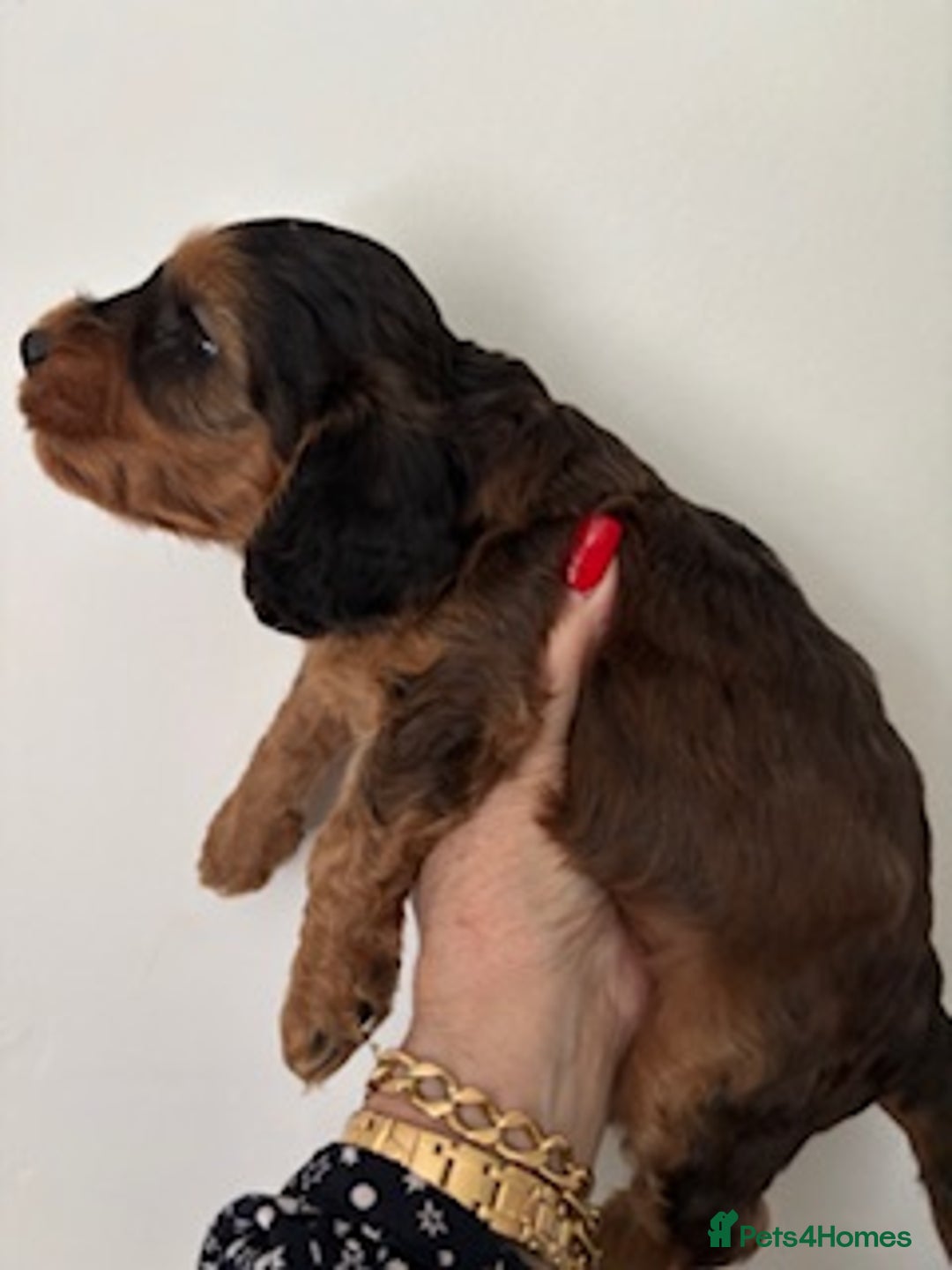 Cockapoo dogs for sale: Gorgeous F1 Cockapoo babies - DNA clear - Image 8