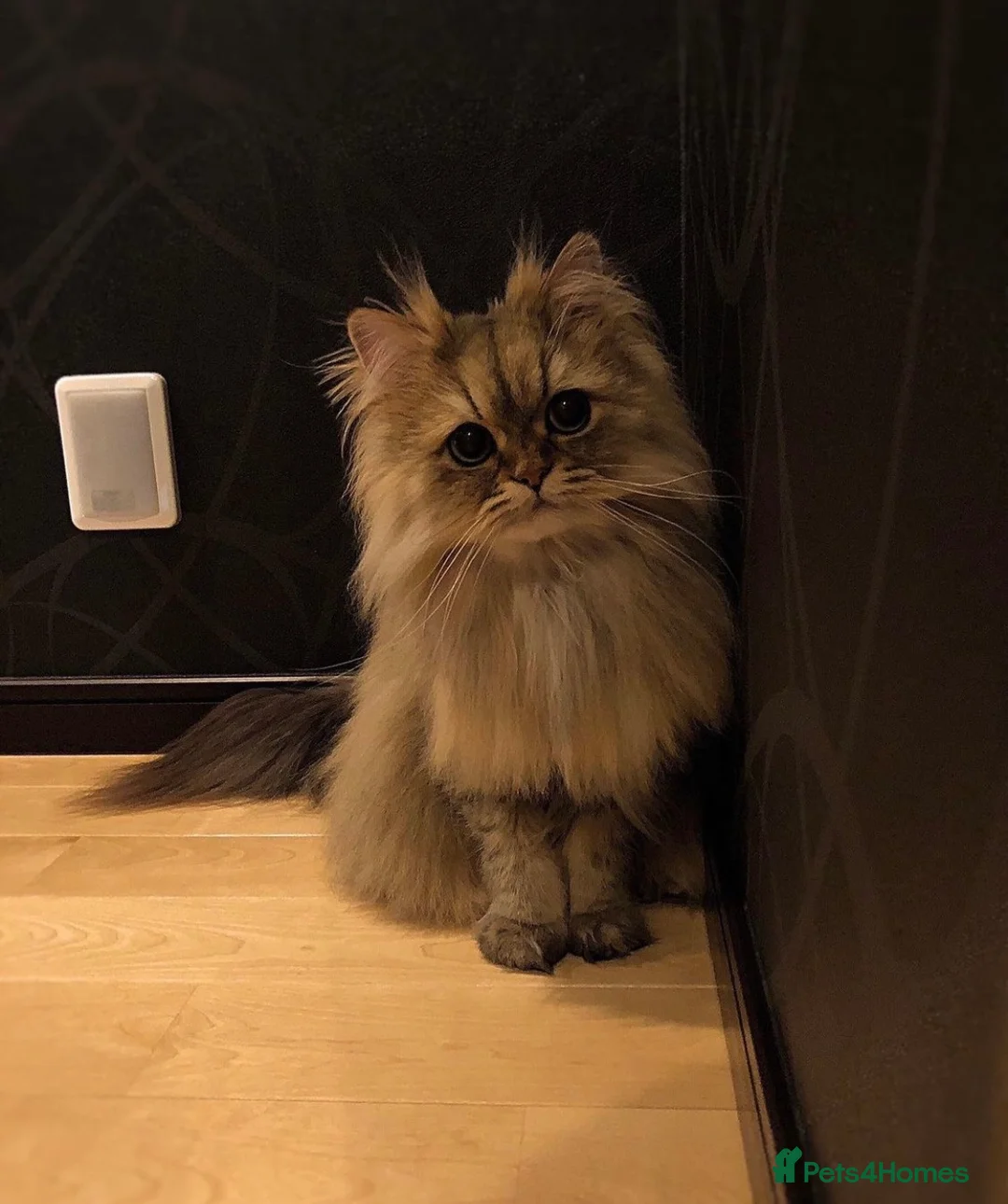 Persian cats for sale: Theo is a beautiful Persian boy  in Oxford - Advert 1