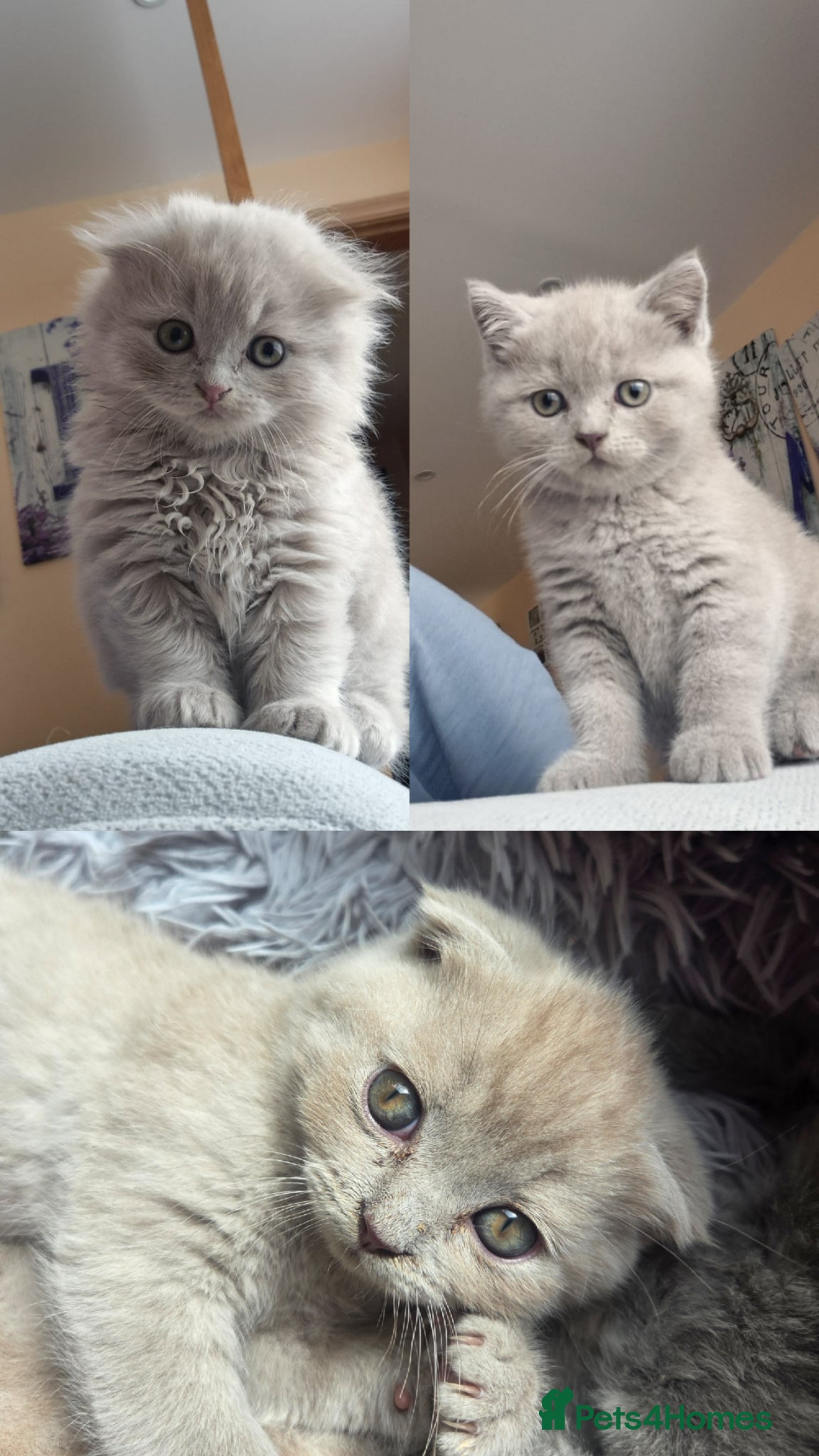 British Longhair cats Kittens lilac, blue fluffy boys, Scottish fold  - Advert 4