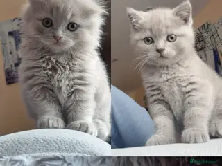 British Longhair cats Kittens lilac, blue fluffy boys, Scottish fold - Advert 4