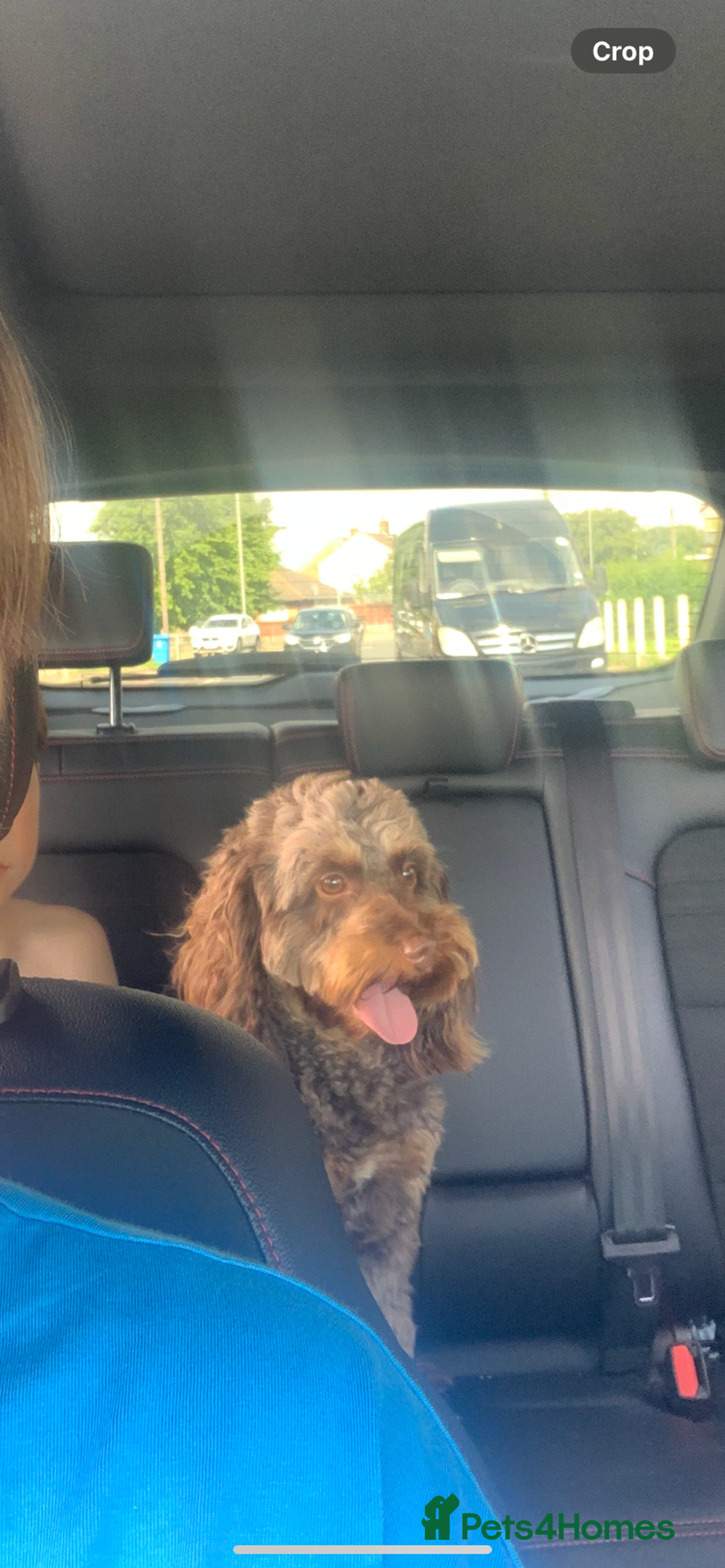 Cockapoo dogs for sale: Beautiful F1B Cockapoo Puppies - Advert 5