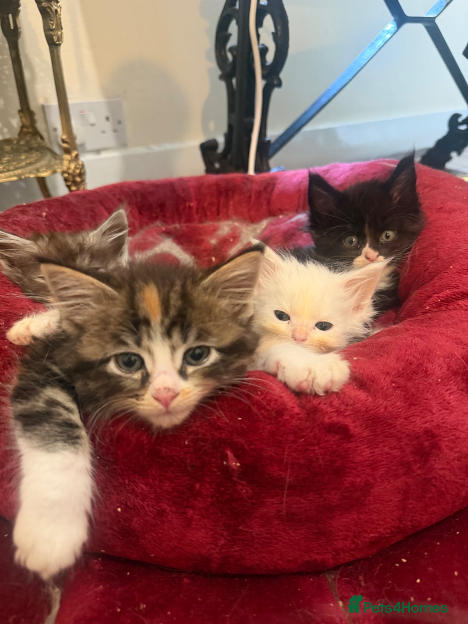 Maine Coon cats for sale: Maincoon X Radoll - Advert 5