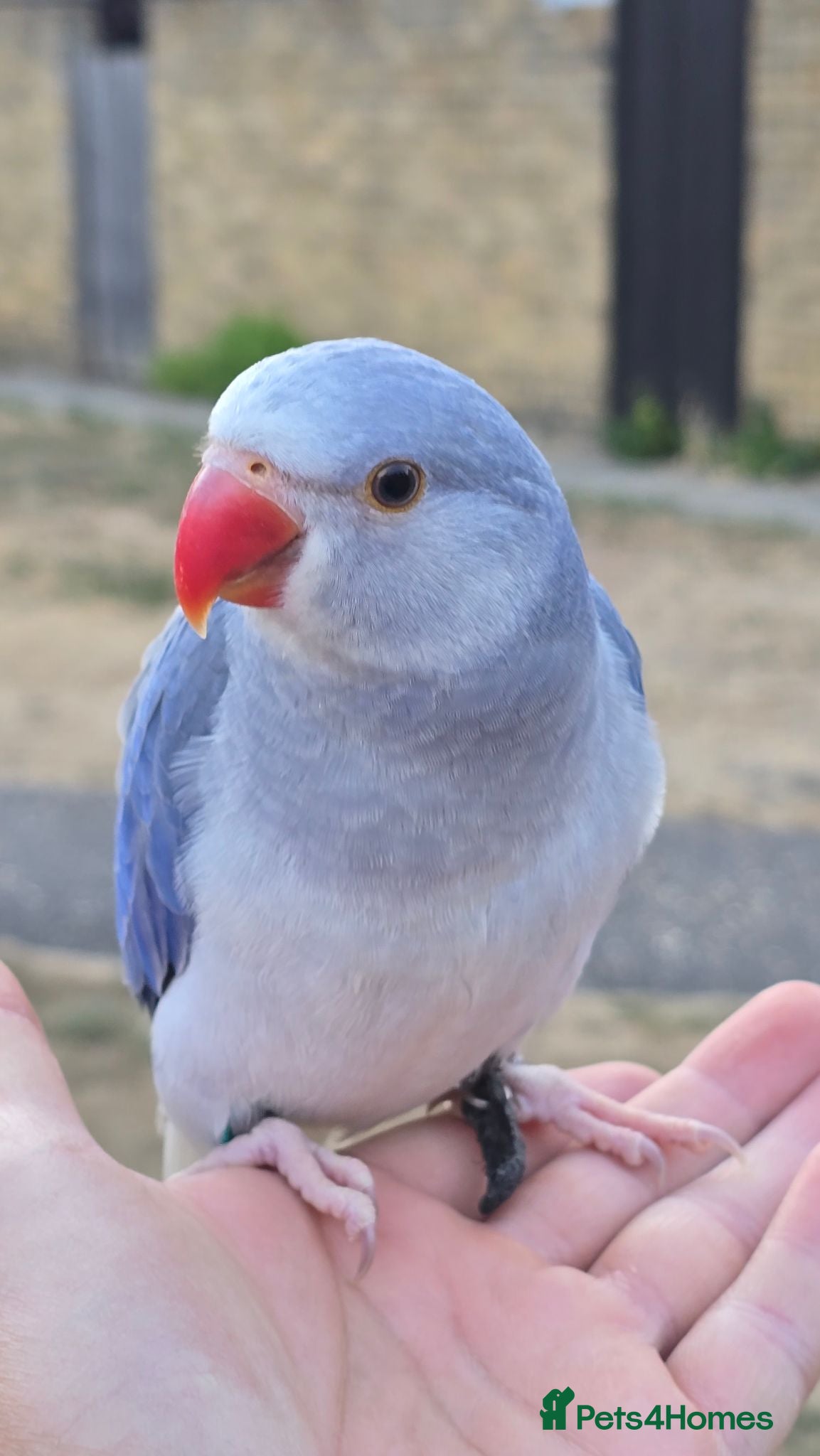 Ringnecks birds FreeFlying Indian Ringneck.4months old. - Advert 2