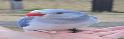 Ringnecks birds for sale: FreeFlying Indian Ringneck.4months old. - Advert 1