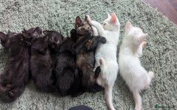 Mixed Breed cats for sale: Mixed coloured beautiful kittens 3 girls 3 boys  - Image 16