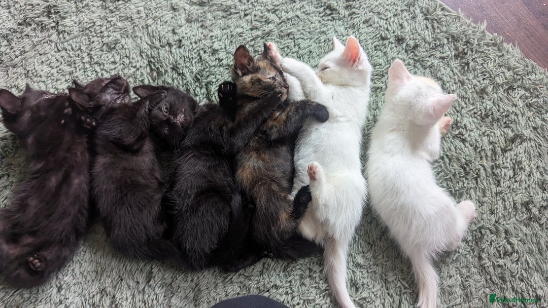 Mixed Breed cats for sale: Mixed coloured beautiful kittens 3 girls 3 boys  - Image 16