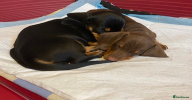 Dachshund dogs - Advert 5