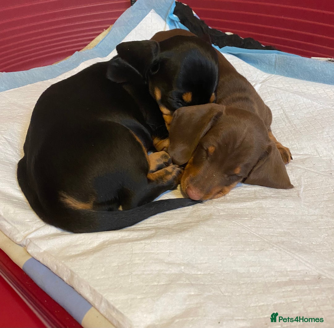 Dachshund dogs for sale: Dachshund puppies are Looking for Homes!  - Image 3