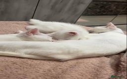 Mixed Breed cats for sale: Mixed Kittens - Image 12