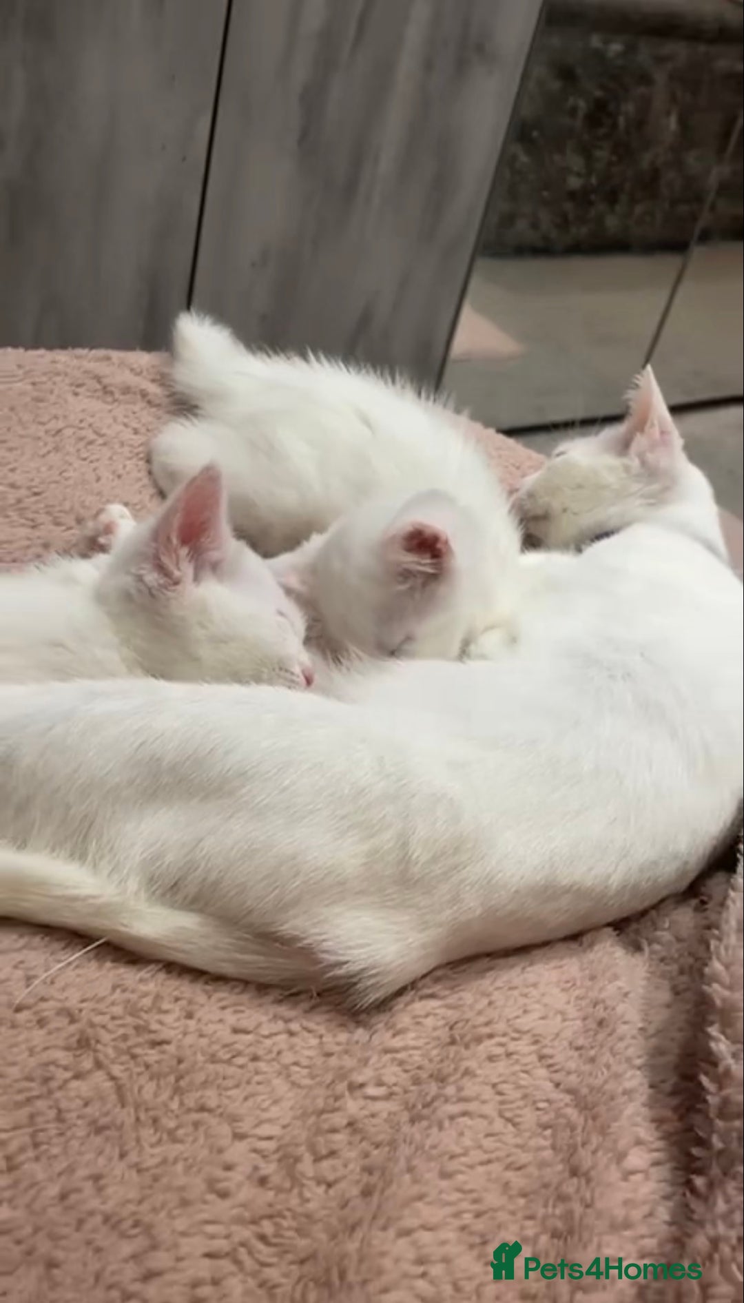 Mixed Breed cats for sale: Mixed Kittens - Image 12