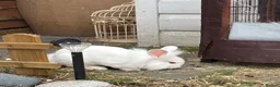 Lionhead rabbits for sale: Double mane lion head in Hartlepool - Advert 2