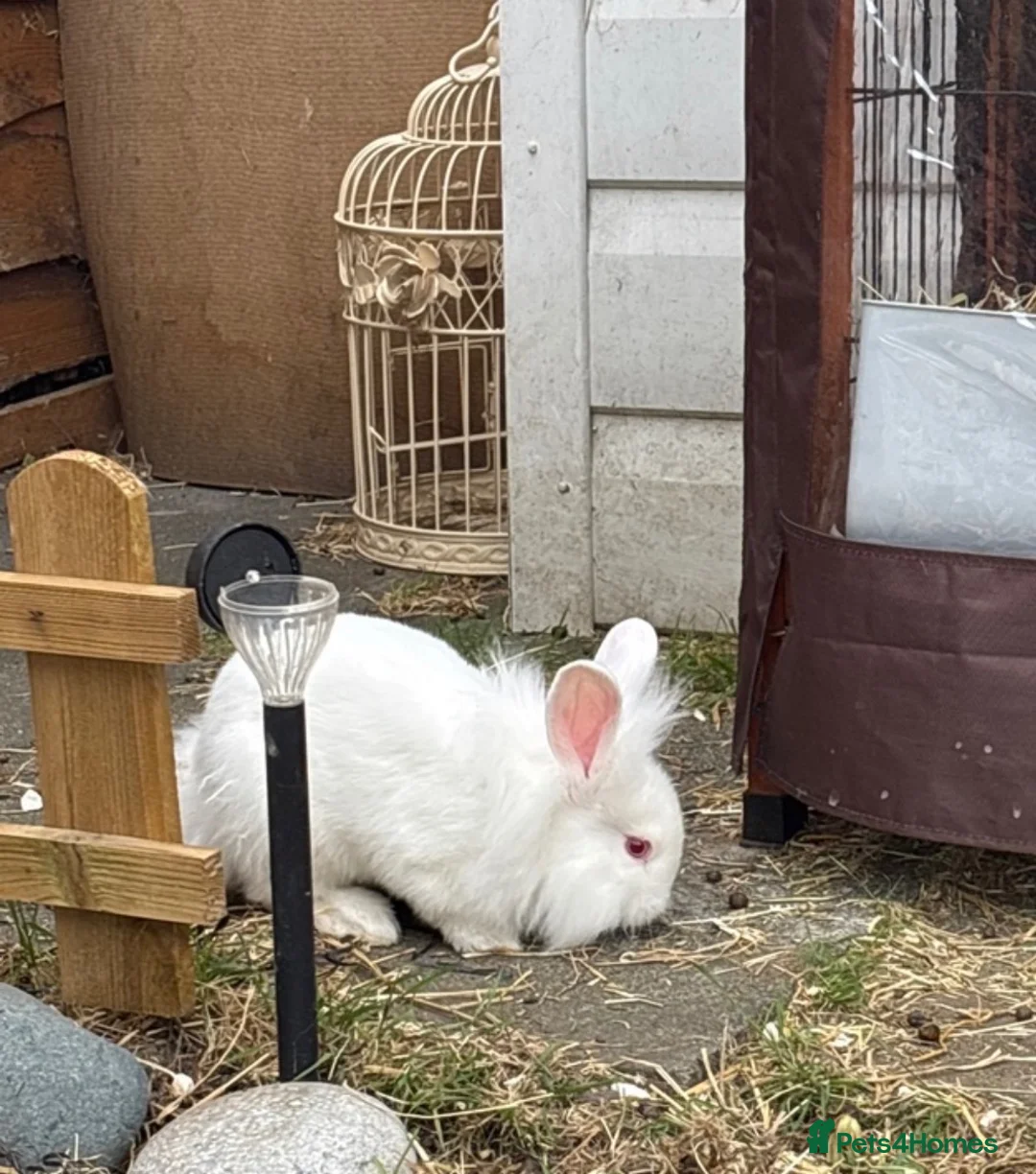 Lionhead rabbits for sale: Double mane lion head in Hartlepool - Advert 2