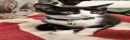 Mixed Breed cats for sale: black and white kitten - Advert 2