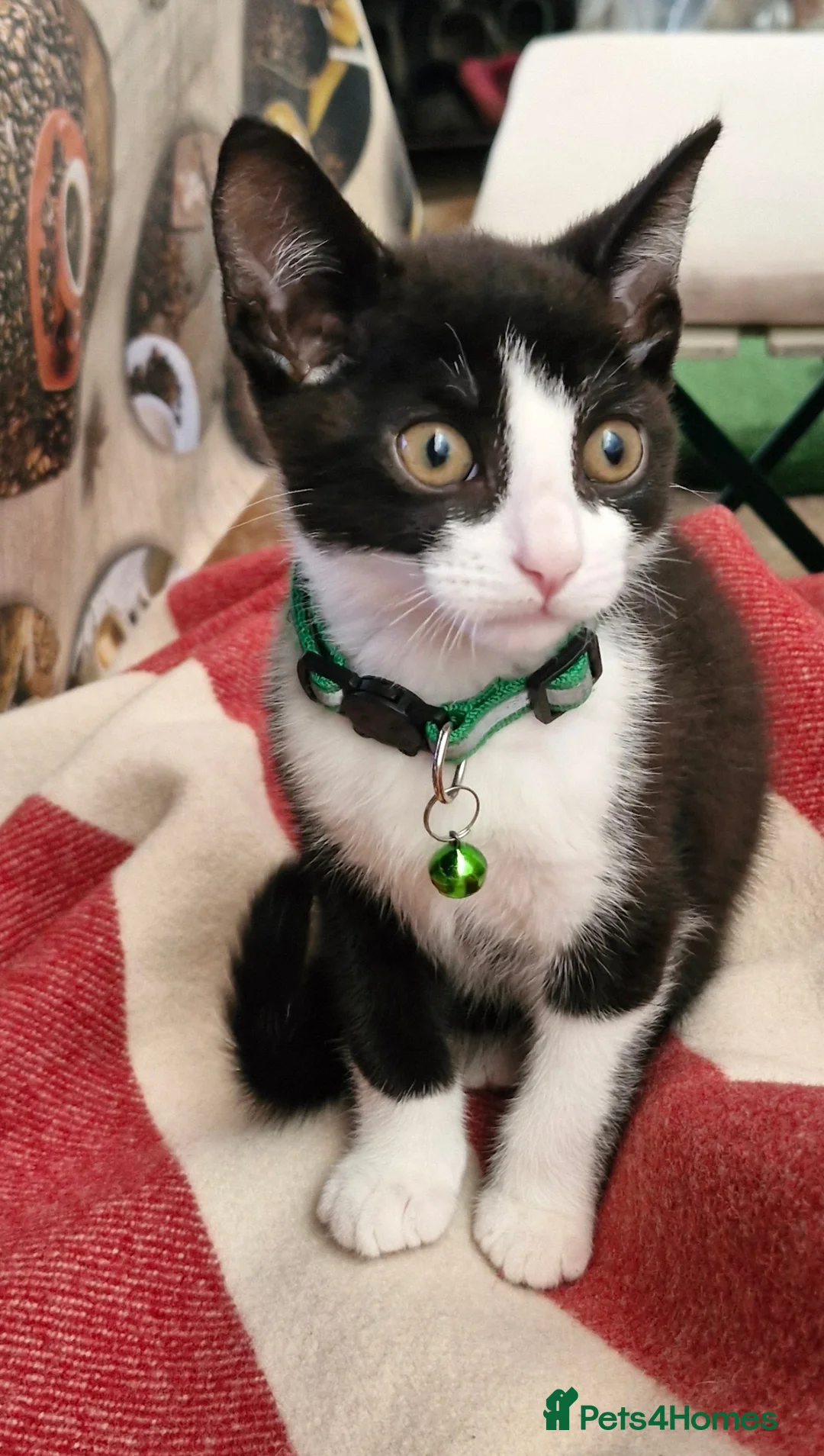 Mixed Breed cats for sale: black and white kitten - Advert 2