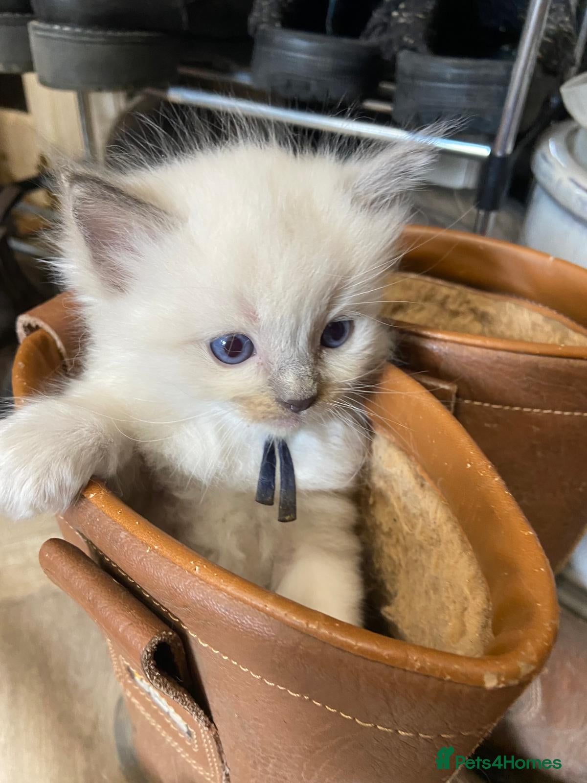Ragdoll cats Stunning Ragdoll kittens blue point male/female - Advert 1