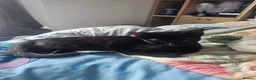 Bengal cats for sale: Last female left - Advert 1