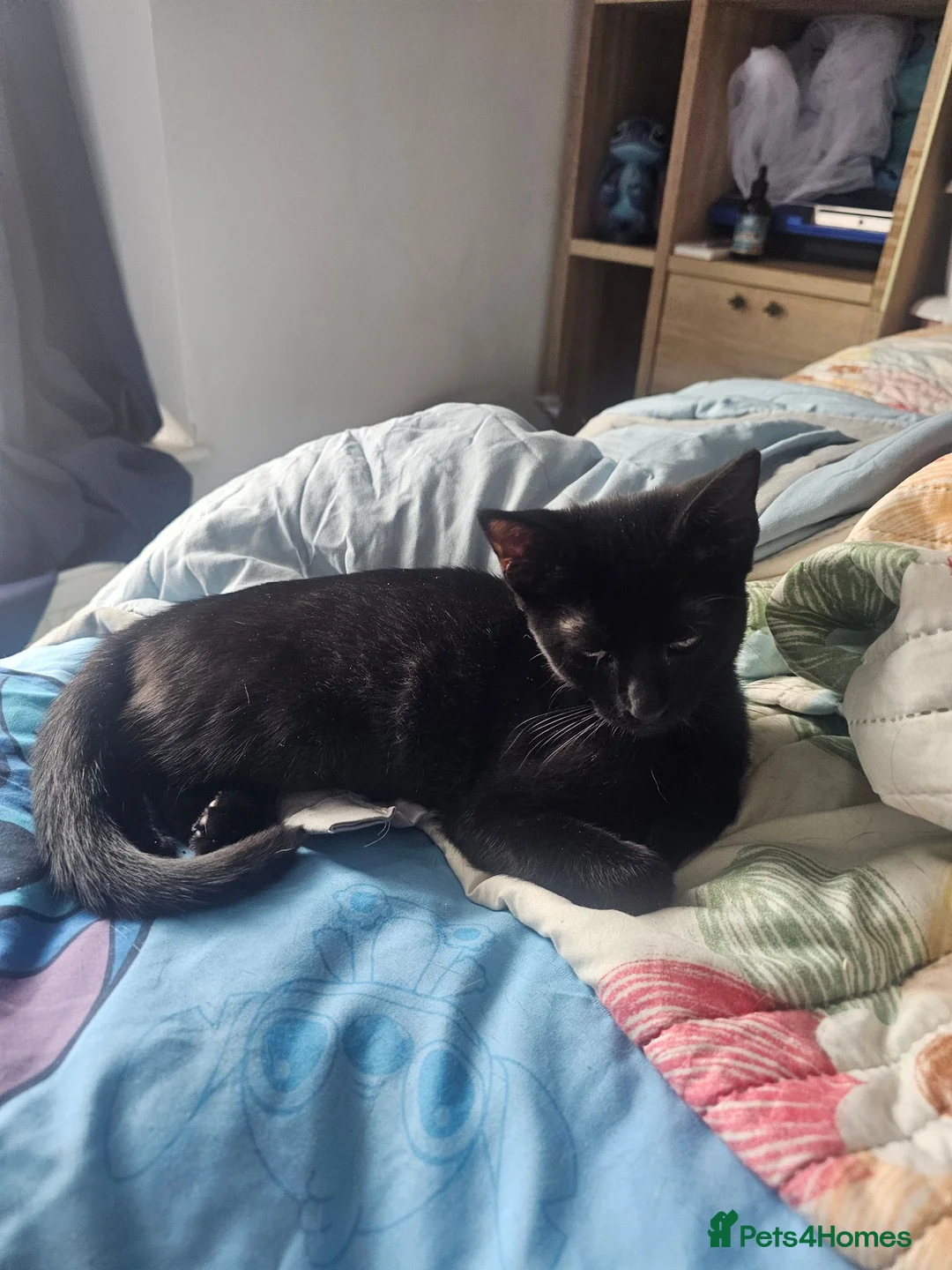 Bengal cats for sale: Last female left - Advert 1