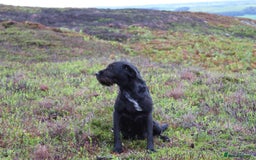 Mixed Breed dogs for sale: German wirehaired pointer x German wirehaired/Lab - Image 28