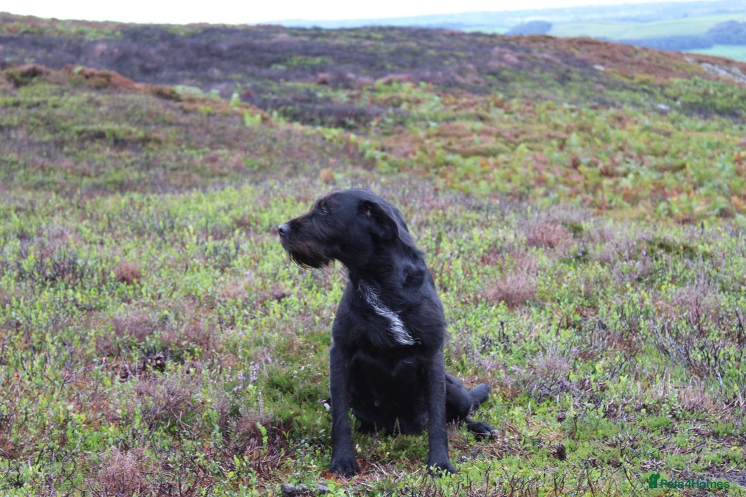 Mixed Breed dogs for sale: German wirehaired pointer x German wirehaired/Lab - Image 28