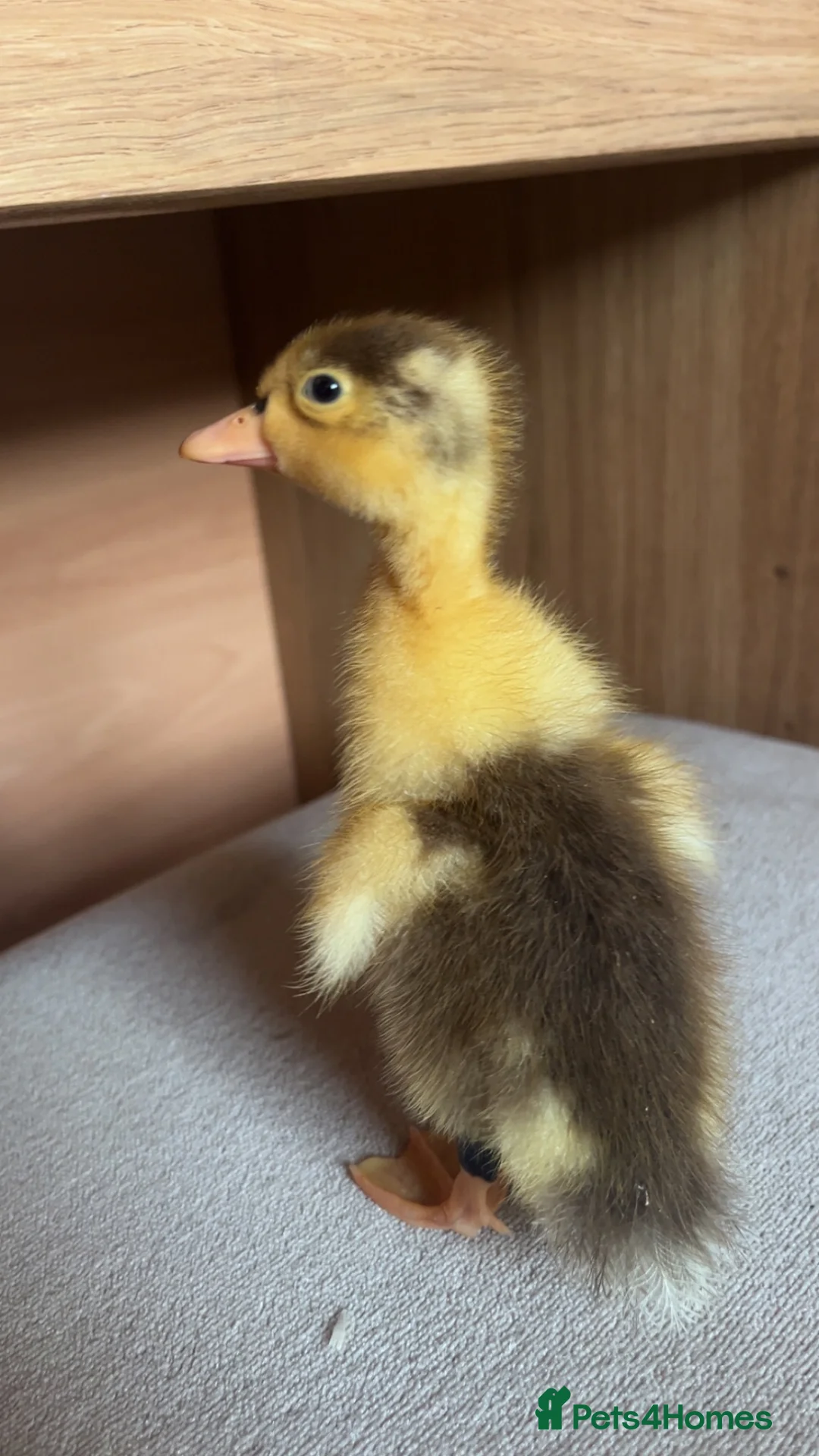 Ducks poultry for sale: Alsebury/Runner ducklings in Leicester - Advert 6