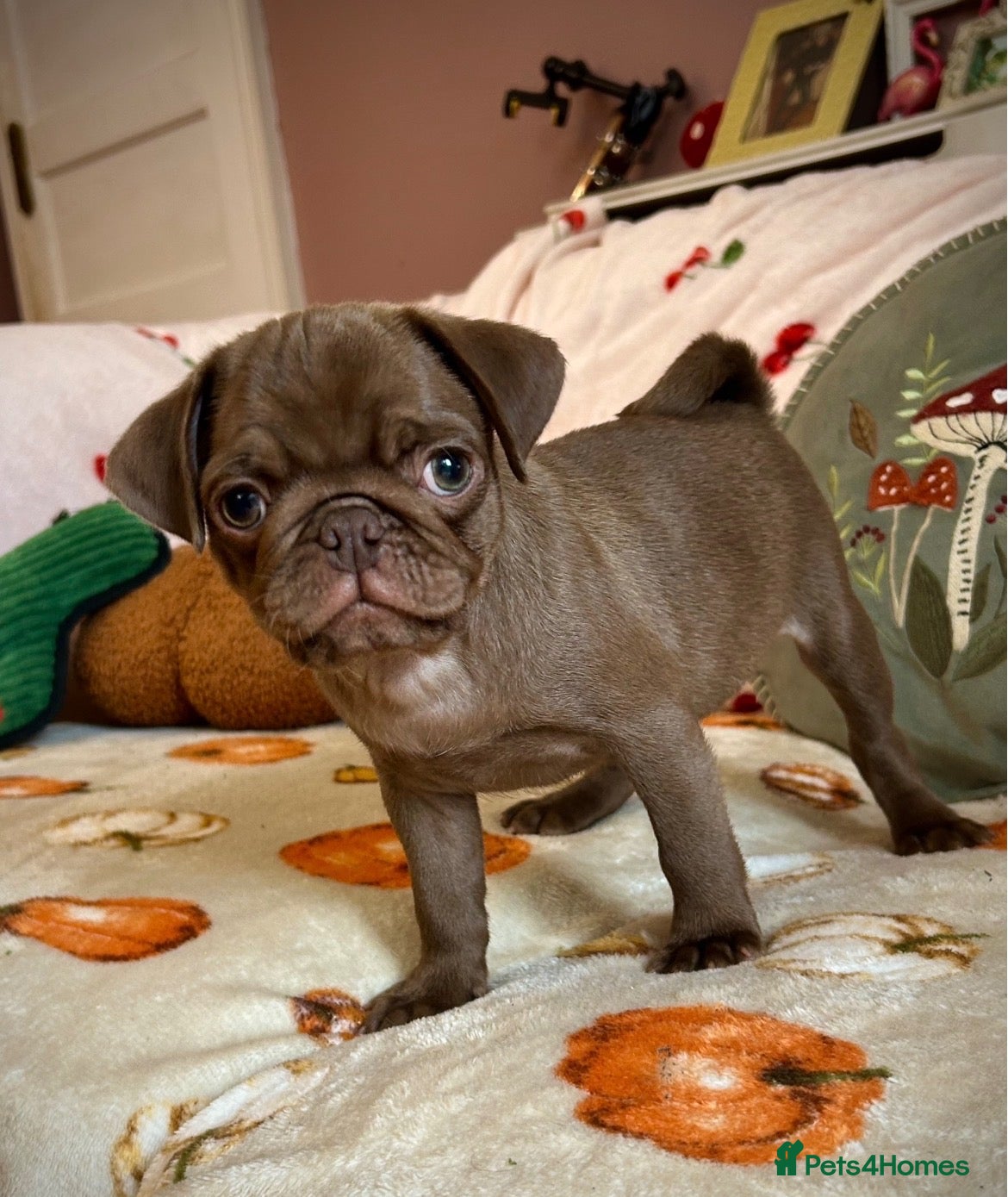 Pug dogs Stunning quality PUG puppies ❤️ Ready Now ❤️ - Advert 7